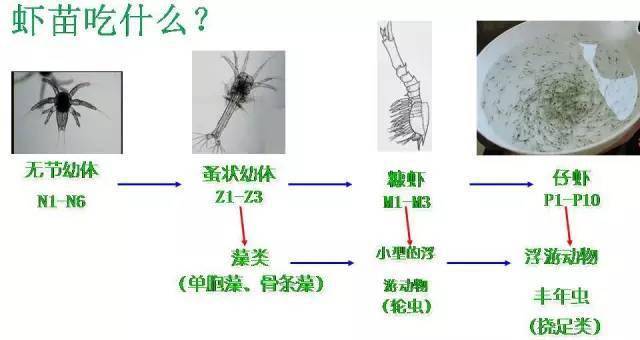 高清图对虾投苗及前期养殖管理常见十大误区