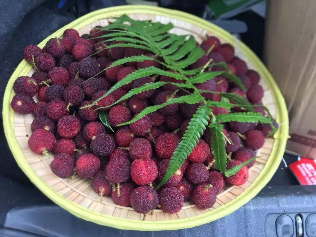 开卖啦温州高品质大岙溪杨梅酸甜可口现摘现发