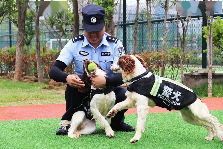 警犬训练口令手势手册图片