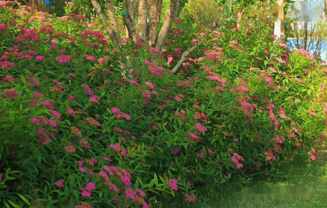 盛放的粉花绣线菊花团锦簇来一波粉色记忆吧