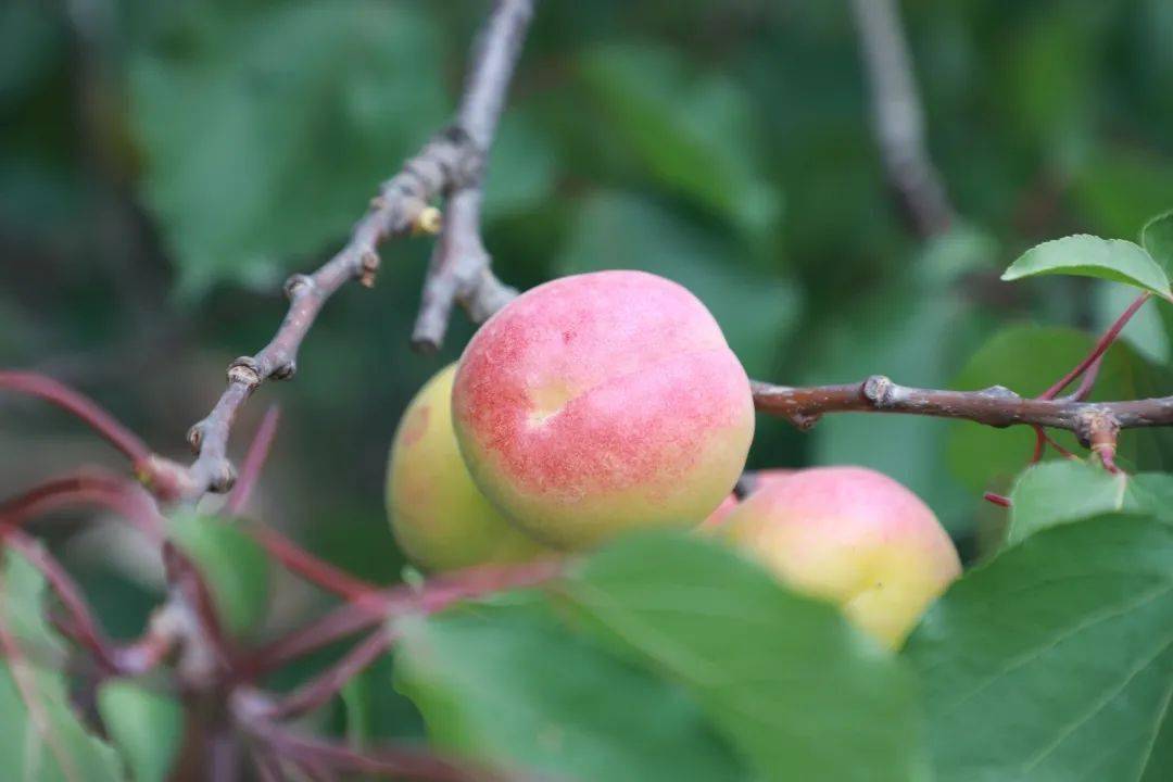 果香飘海淀,"杏"福满人间——区农业农村局举行玉巴达杏推介会