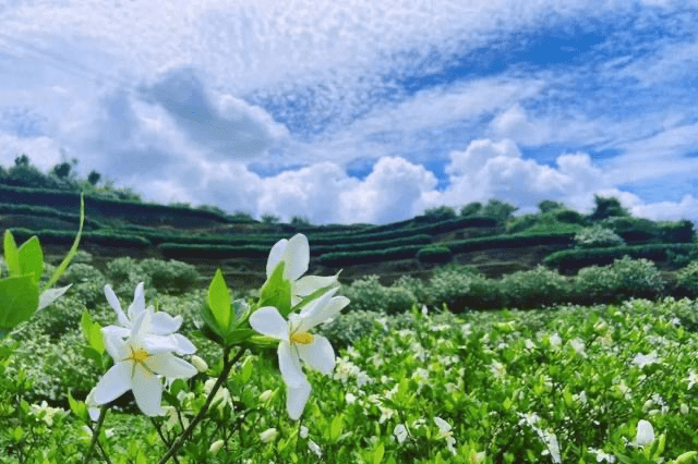 5000亩栀子花海已经全部开了美到窒息夜晚还有绝美的灯光秀