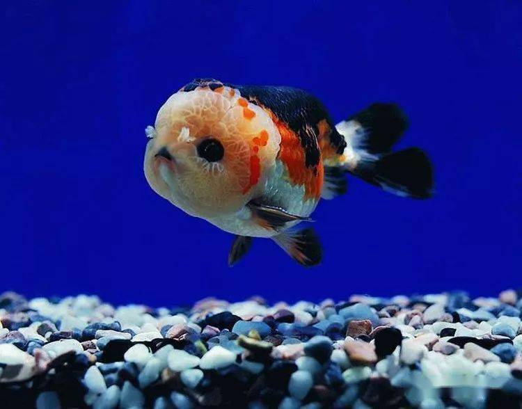 最受欢迎的四大宠物观赏鱼颜值高寓意好