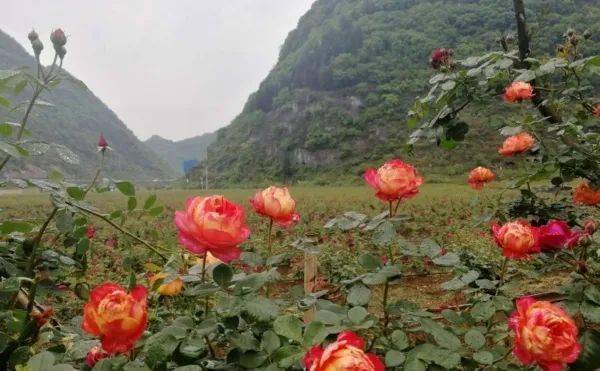 【乡愁安顺】安顺这里有片玫瑰花海"秀色可餐!_下苑村