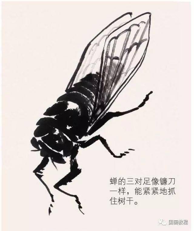 国画教程蝉的画法