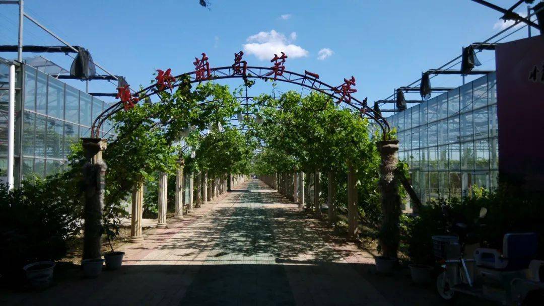 通州藏着个北京吐鲁番百余种葡萄开始采摘还有西红柿黄桃火龙果采摘到