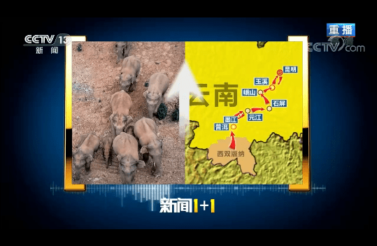 云南野象群为何一路北上?专家解读_大象