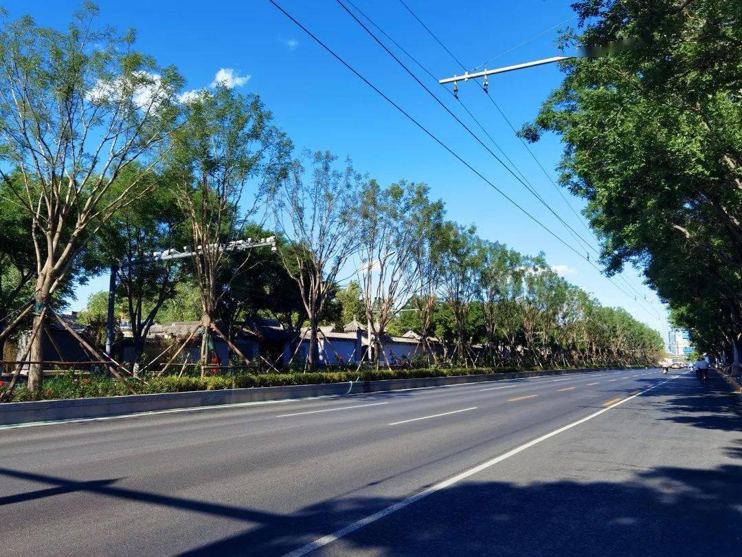 绿荫映京韵平安大街张自忠路段旧貌换新颜