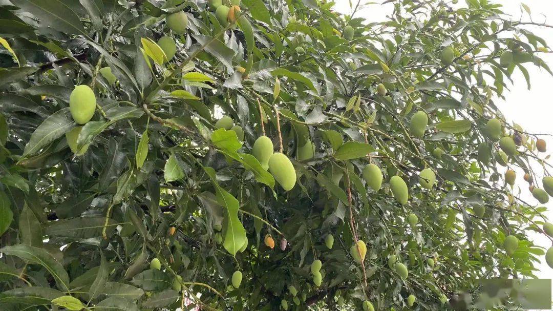 绿化芒的品种与果芒虽然是同科品种"同根生",但栽培方式从土壤,肥料