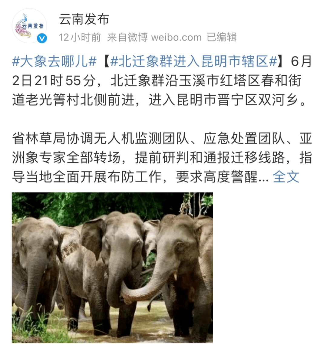 云南15头大象继续"逛吃"北上,下一站是?