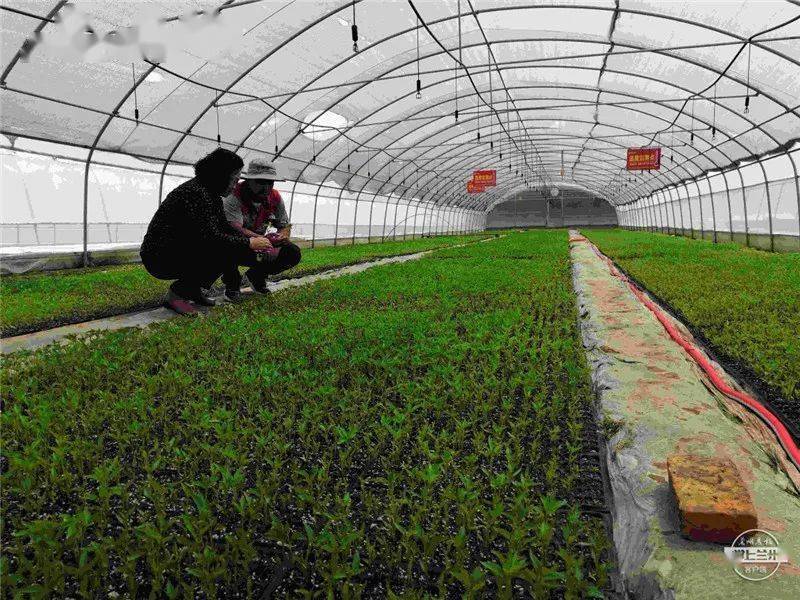 地处甘谷县安远镇张家河湾村的"陇上椒"万亩辣椒集约化育苗示范基地里