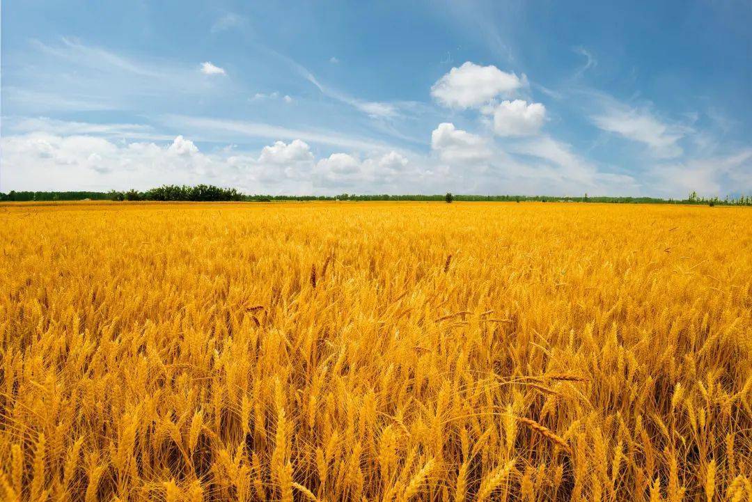 啥时候是芒种 a2baebc54f5944fbb7861eeb7d0d79ba.jpeg