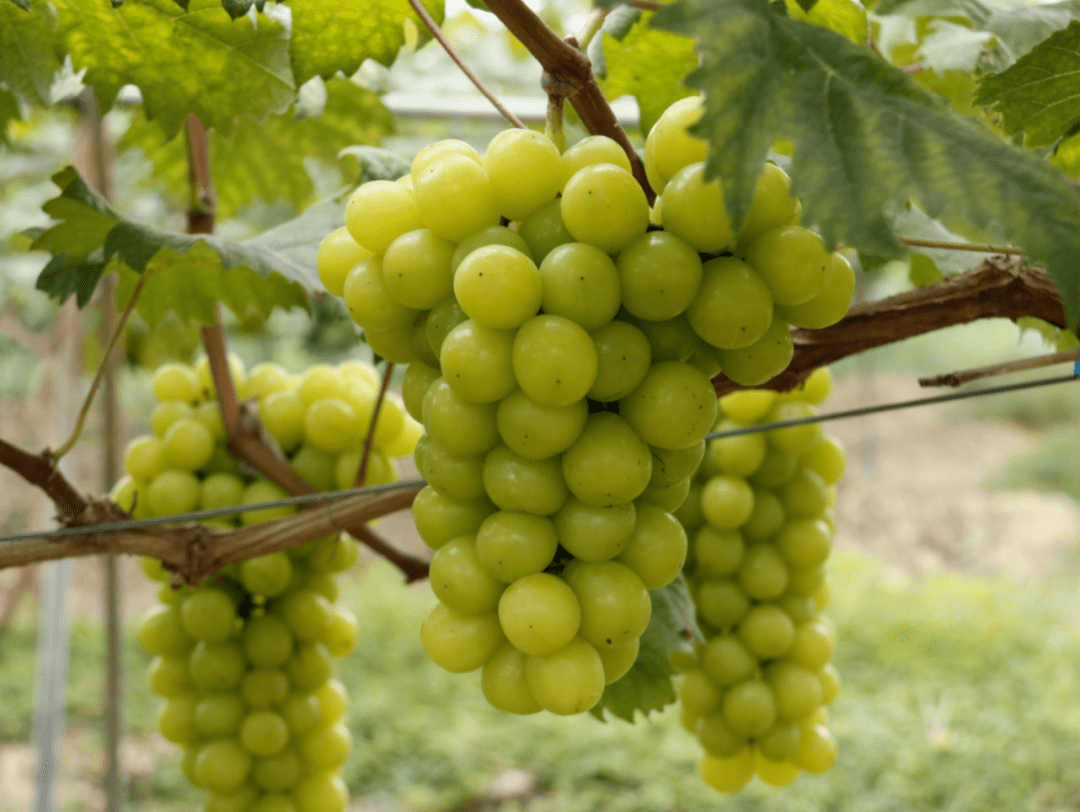 鹤市村葡萄熟啦想尝鲜的赶紧