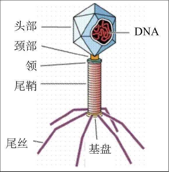 噬菌体结构示意图