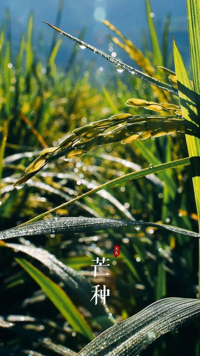 芒种栀子花开麦黄梅熟仲夏开始