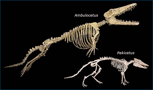 鲸鱼的骨骼复原图图片