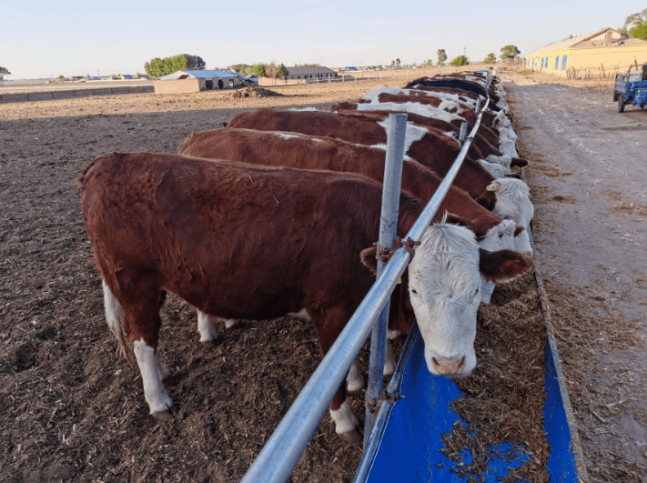 繁殖母牛,你是要买大牛还是买小牛?
