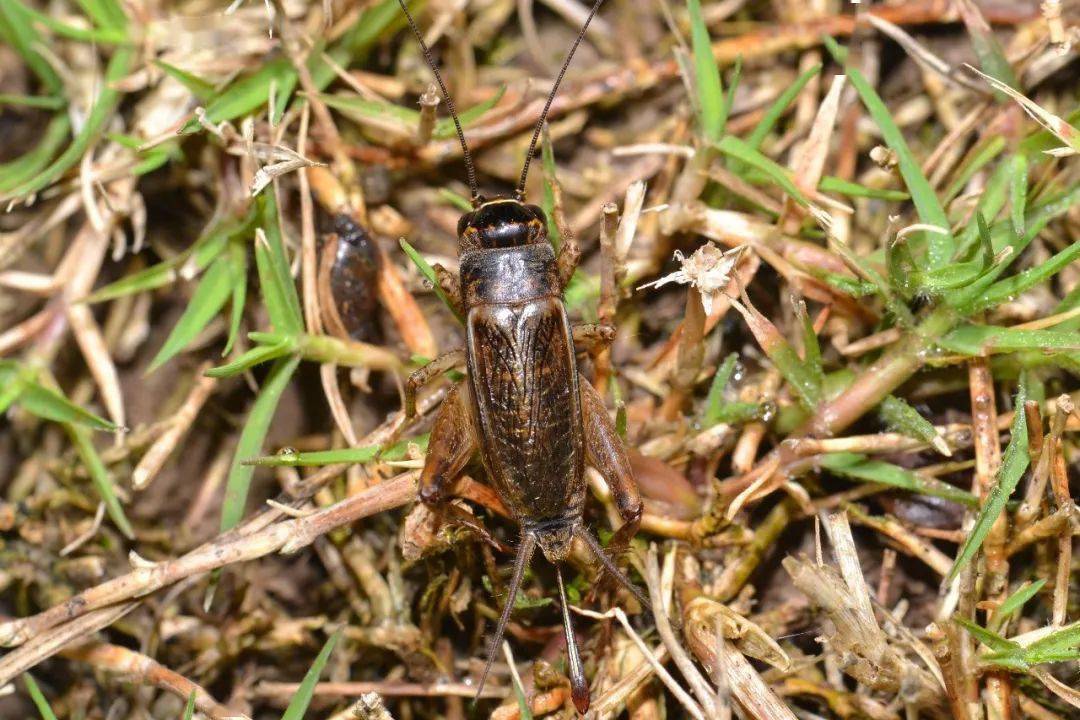 青革土蝽( macroscytus japonensis ),取食植物根细汁液或吸食果实