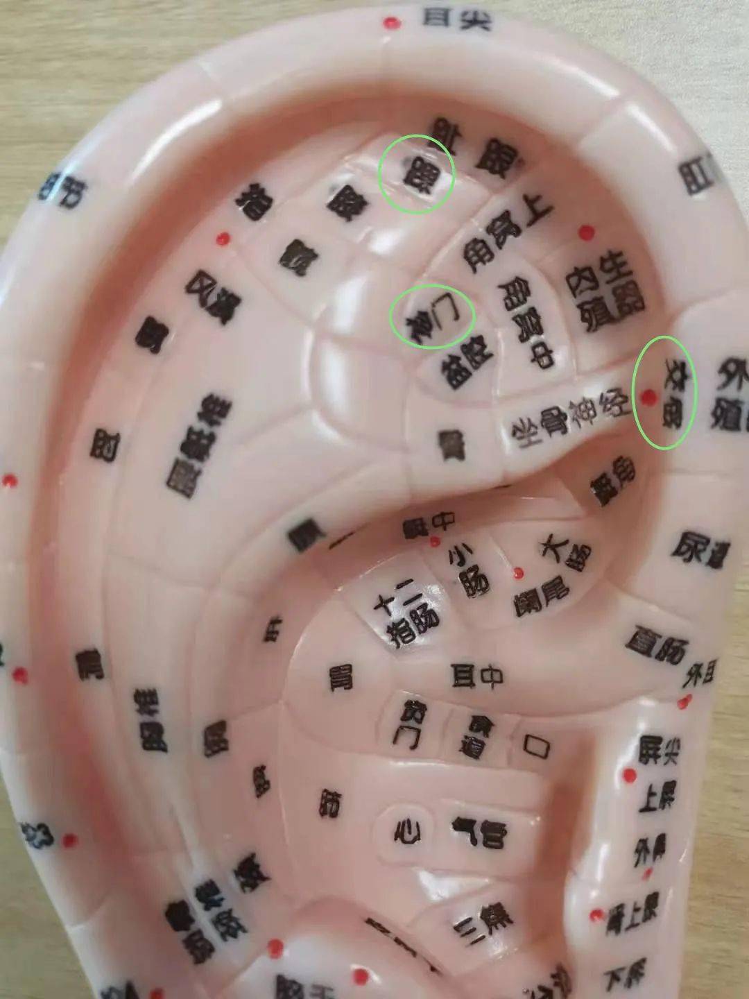 交感,对耳轮下脚最前端和耳轮内缘的交界处.