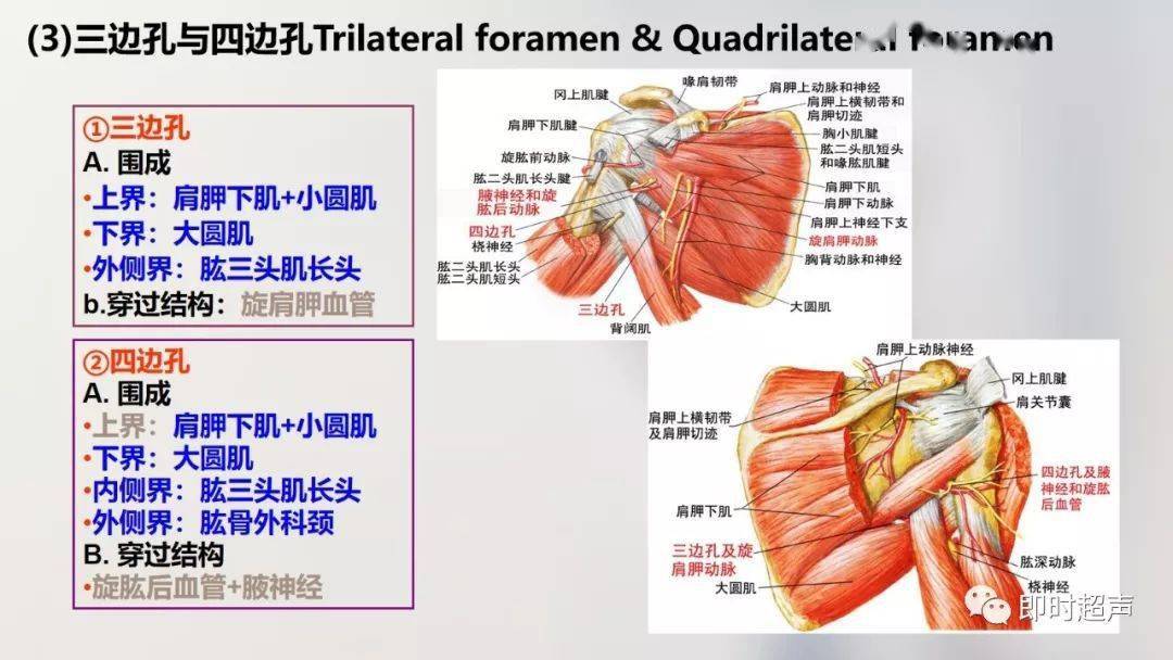 經典珍藏版70張超詳細上肢解剖圖示註解