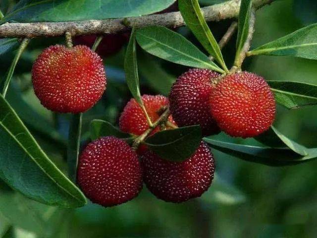 行走丨初红的杨梅林