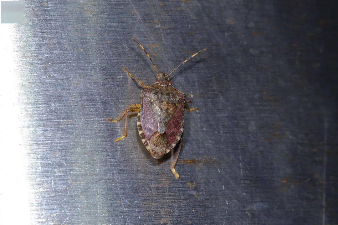 青革土蝽( macroscytus japonensis ),取食植物根细汁液或吸食果实