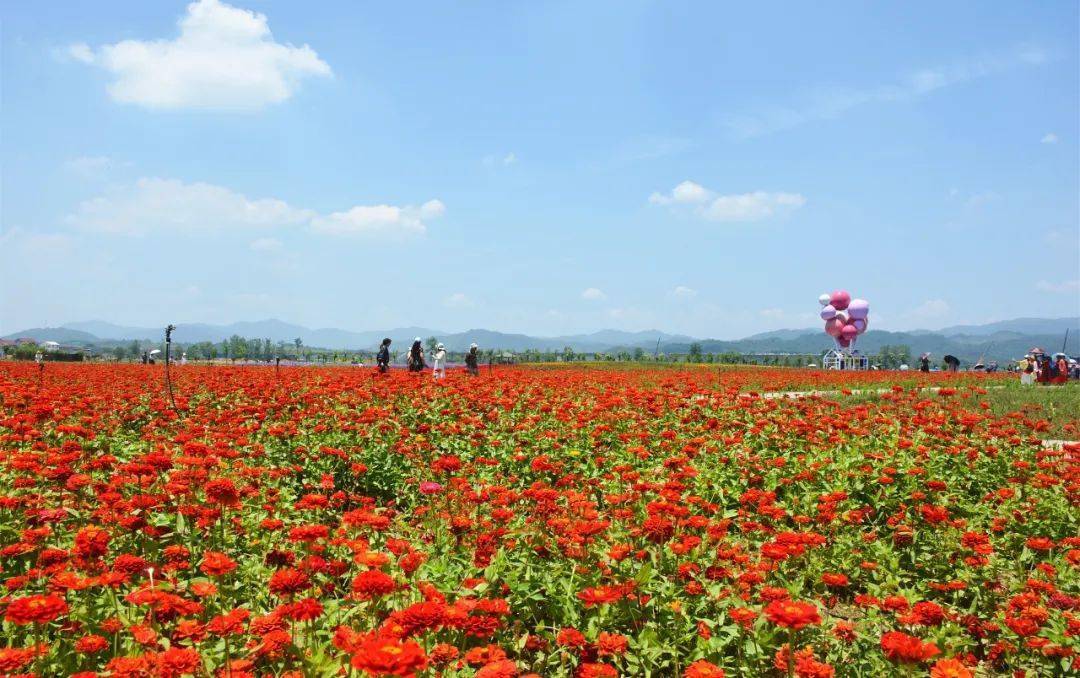 美丽花海满目皆画步步含情星火浮梁驿打卡高岭花海