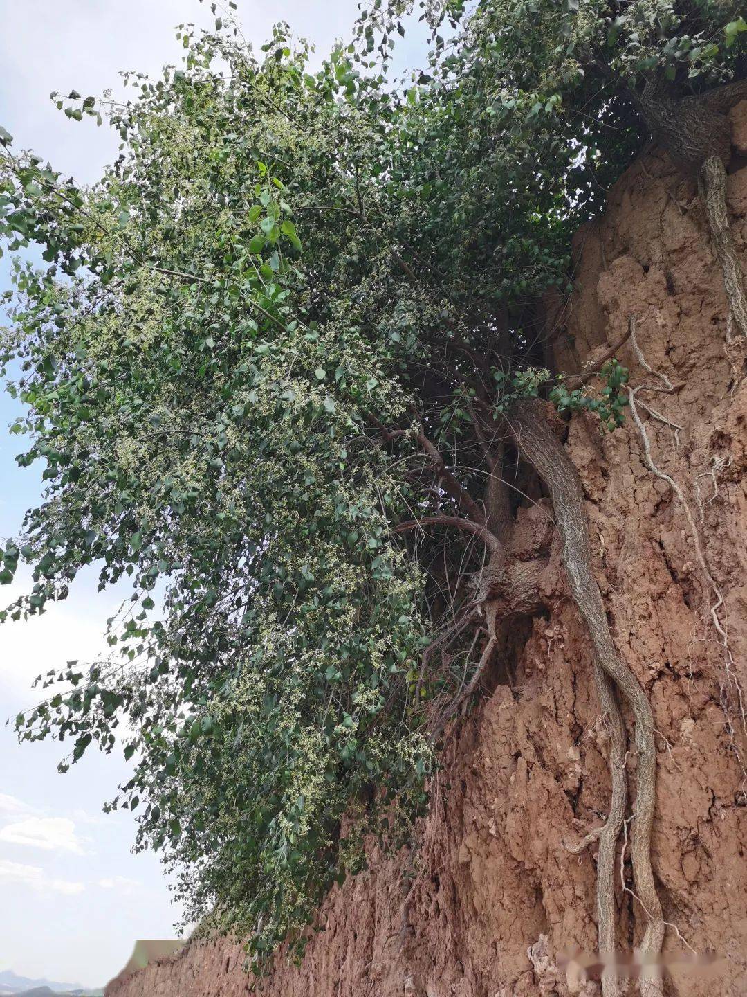 周末随笔61路边的白杜