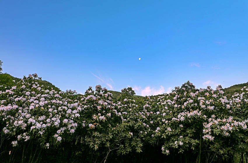 廣西橫縣：杜鵑花開好風光 國際 第2張