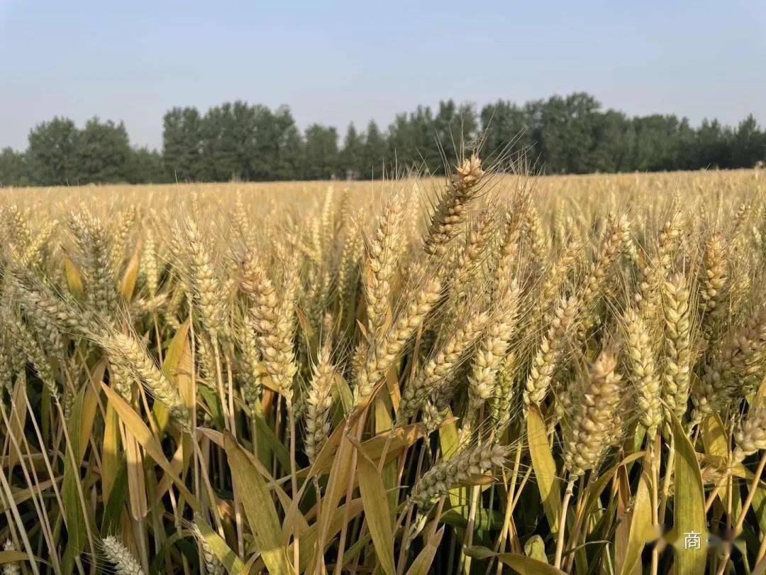 小麦新品种郑麦1860是由全国著名小麦育种家,国家小麦重大科研联合