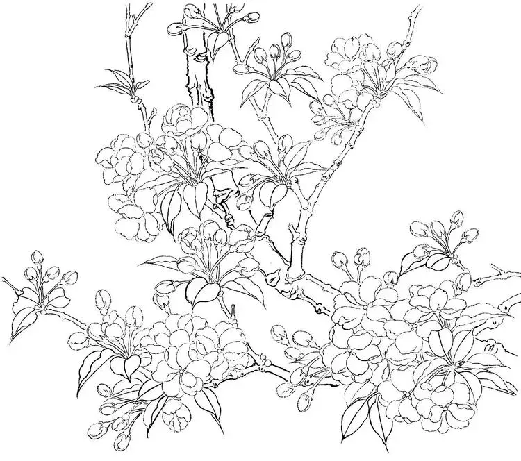 如此娇艳动人工笔海棠步骤画法转发学习了