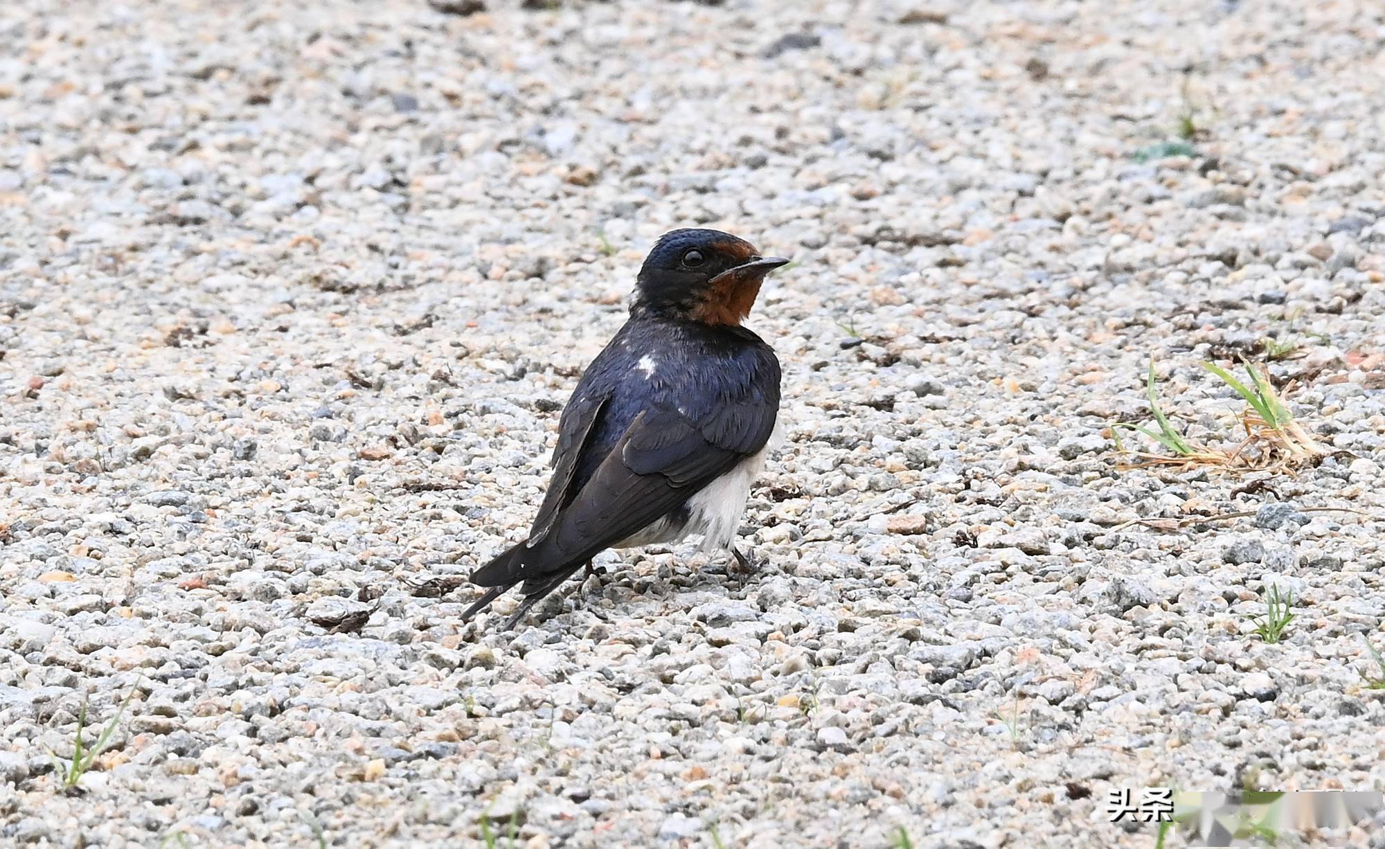 水边遇到衔泥燕