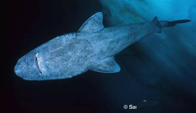 海洋科普1462小头睡鲨