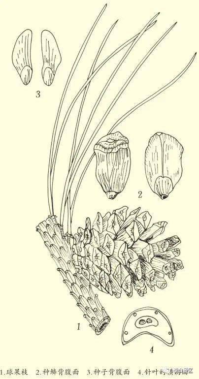 经济用途:木材可供建筑,电杆,枕木,矿柱,家具等用;树干可割取松脂