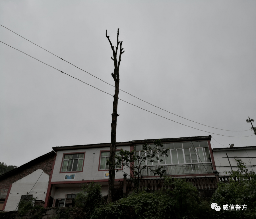 威信男子因担心院坝边的楠木树被风吹断打到窗户把丫枝剔光了剩根滑杆