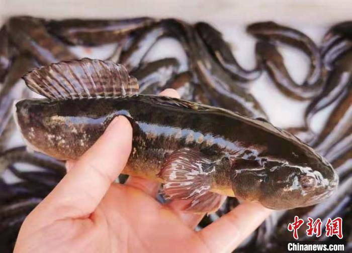 敢吃青蟹的鳁鱼:广东侨乡台山餐桌上的水中人参