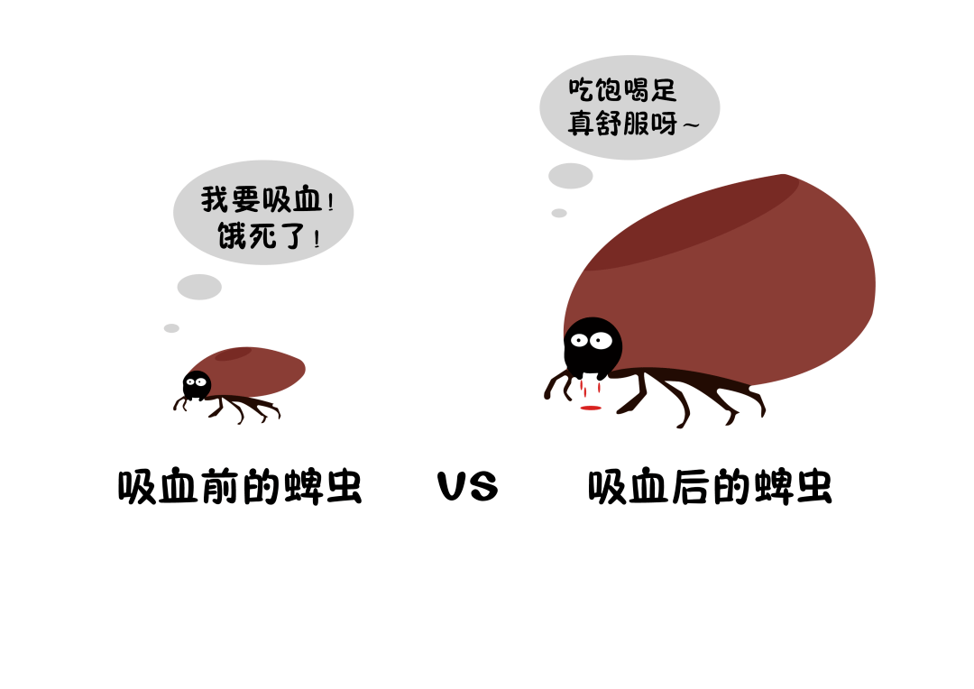 注意防护进入蜱虫叮咬高发季