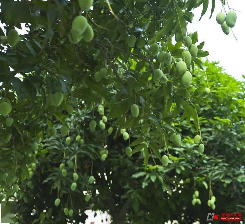 又到吸尘水果成熟时龙岩这些树上的芒果可不能乱吃