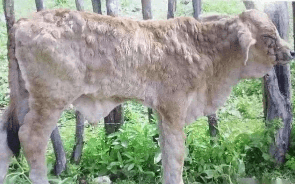 牛疫来袭,泰国已有大量牛感染及死亡,养牛户要加强预防工作了_进行