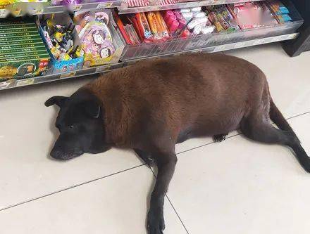 逛超市偶遇长得像猪的狗狗,网友看到它头和身子的色差,瞬间笑喷!_猪猪