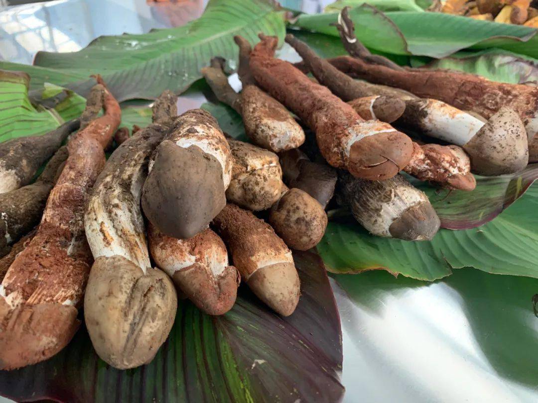 野生菌排行_火爆!野生菌价格一路飙涨!有的卖到1300元1公斤