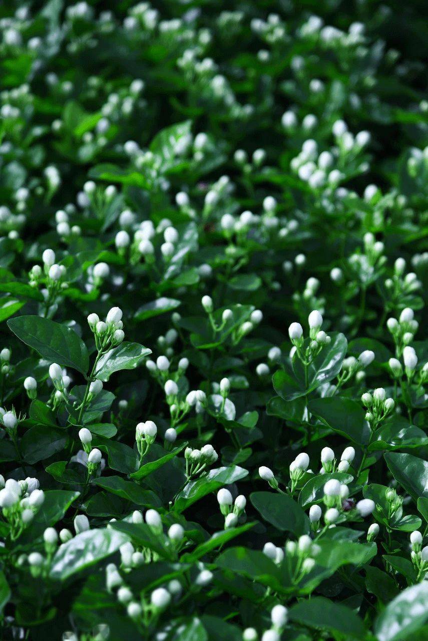 茉莉花又开,朵朵洁白,缕缕清香,谁是你最想念的那一朵小茉莉?