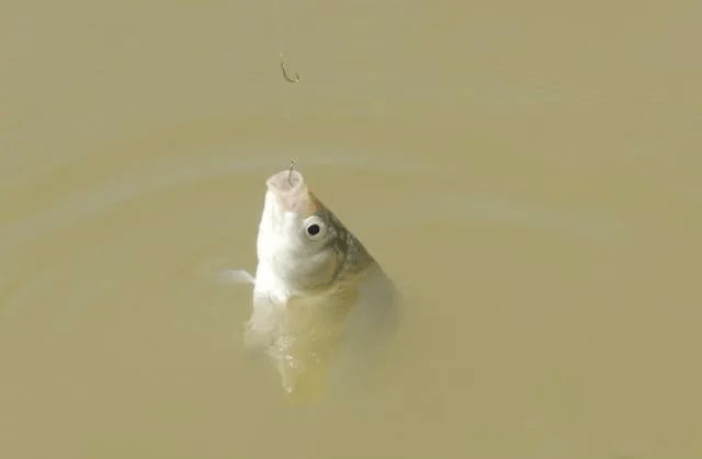 3ec398607be54f1a84762e6b18ab13ae.png