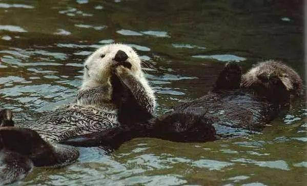 "仰泳"大师水獭其他动物no.