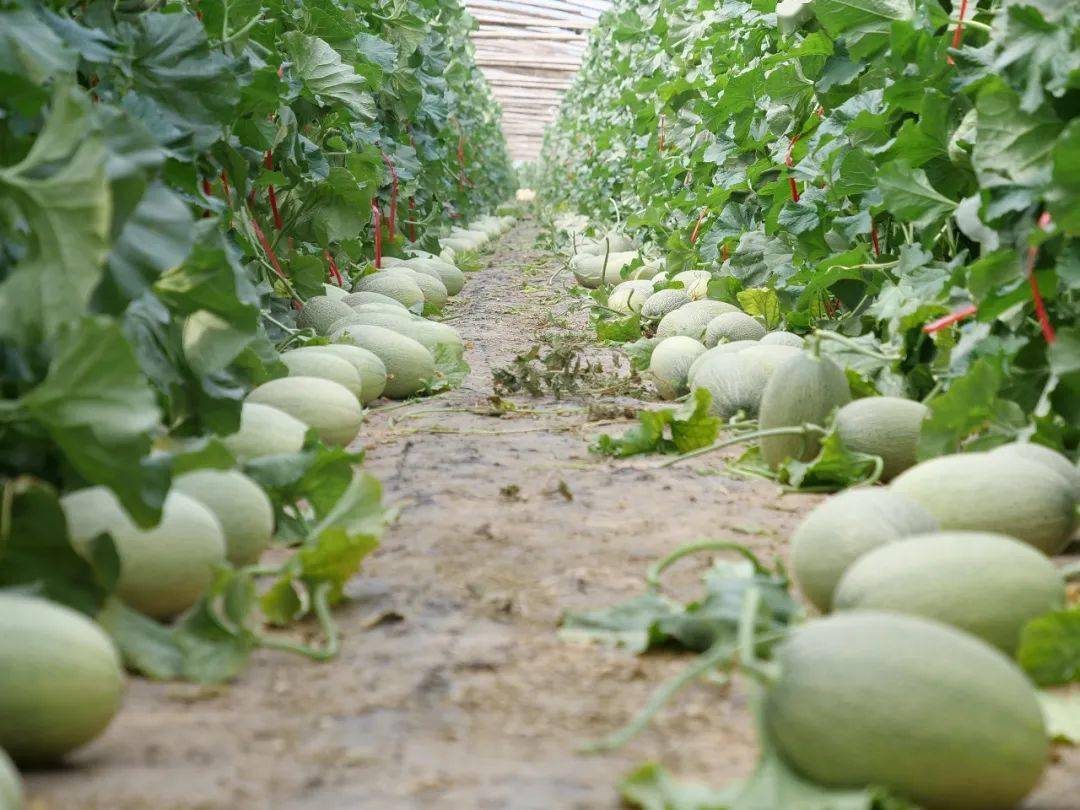 新城镇长出了鄯善瓜_哈密瓜