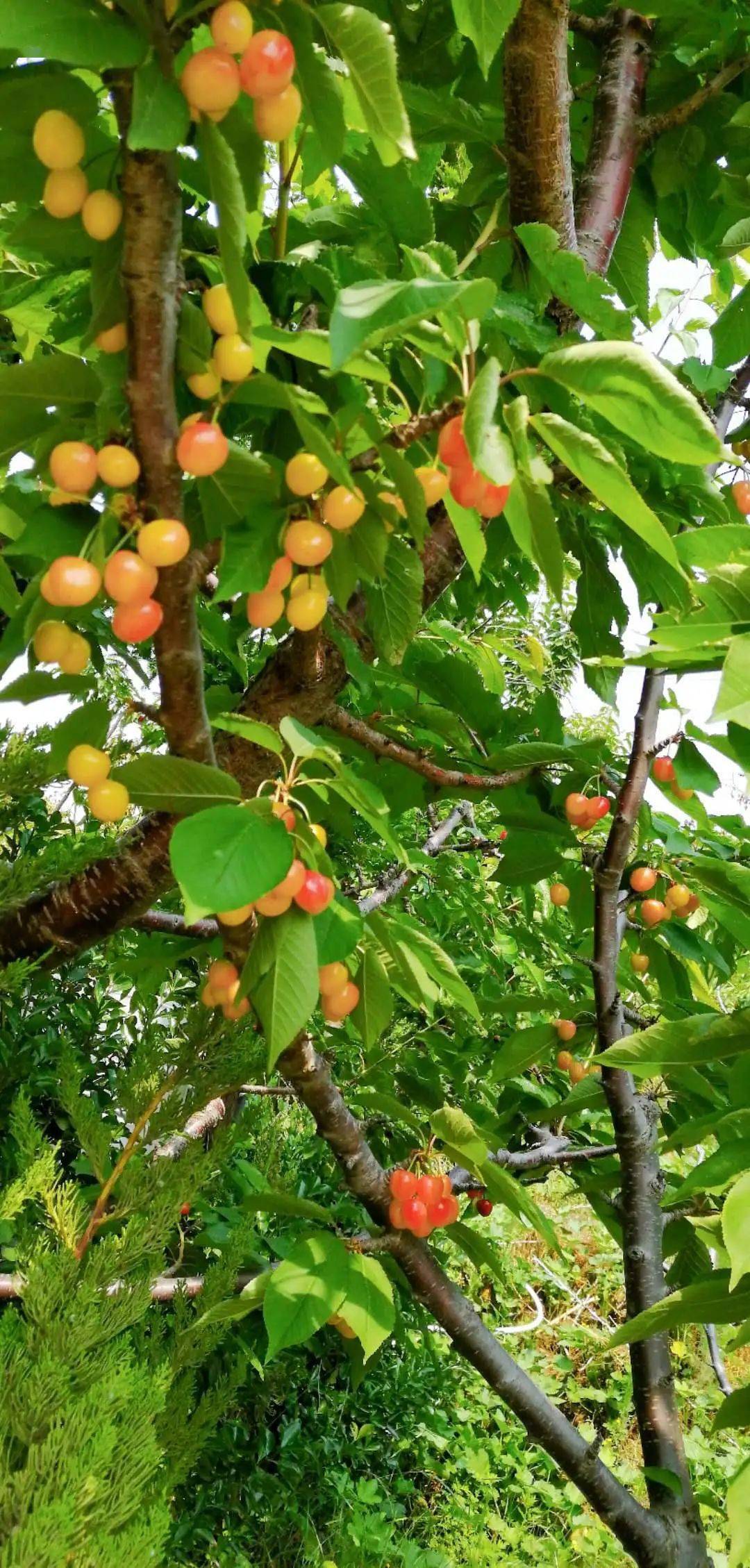 所有树都是自然生长,自然生长,自然生长……樱桃大小不一口感一流