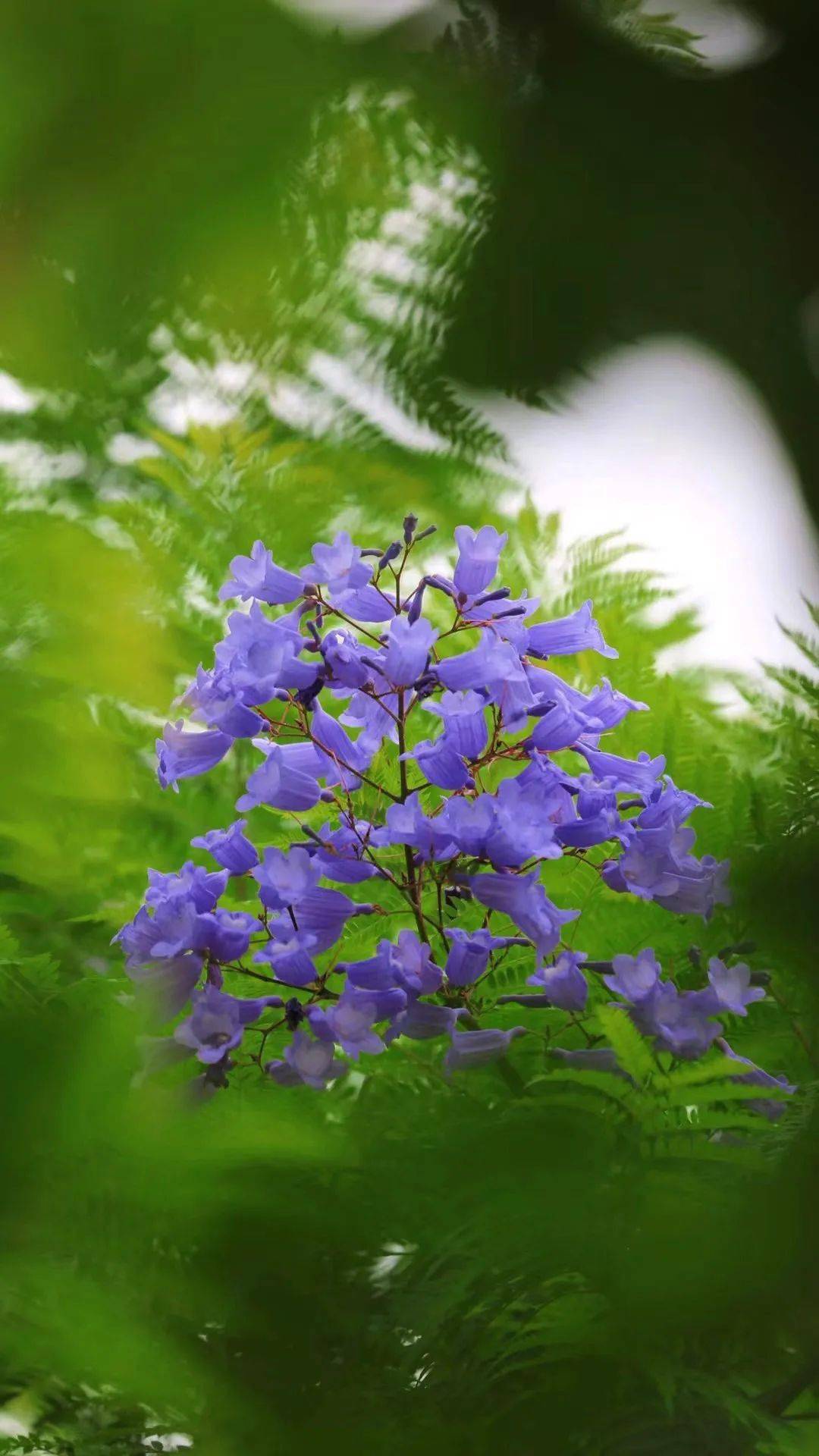 都江堰蓝花楹开好了一起去打卡这片绝美梦幻紫