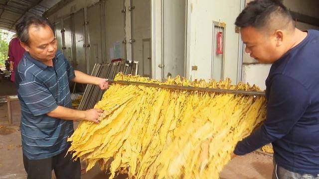 韶關南雄市菸草專家上門服務為菸葉烘烤保駕護航