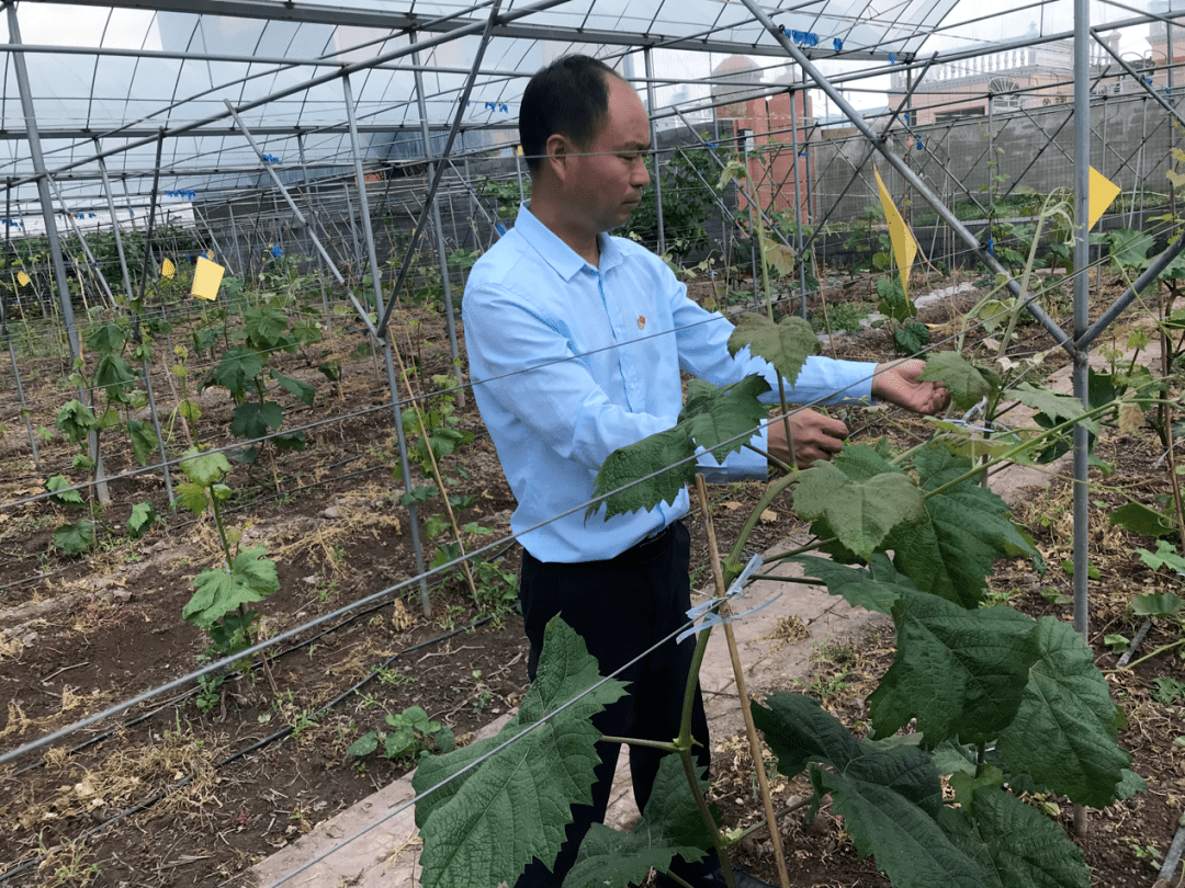 榜样在身边 张云学 技术服务进田间精心指导助增收 葡萄