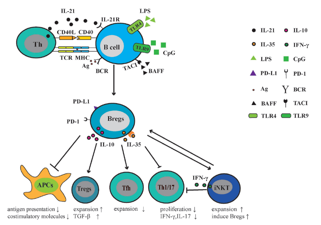 调节性B细胞:表型、功能、疾病